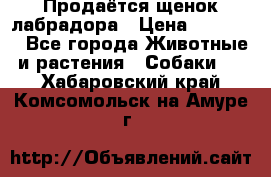 Продаётся щенок лабрадора › Цена ­ 30 000 - Все города Животные и растения » Собаки   . Хабаровский край,Комсомольск-на-Амуре г.
